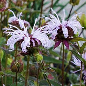 Bradbury monarda stems