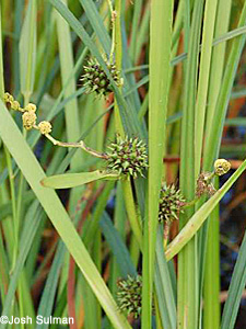 Broadleaf Burweed