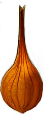 perigyniun