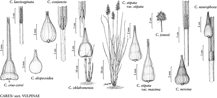 Carex sect. Vulpinae drawing