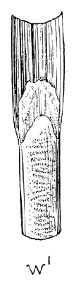 sheath drawing