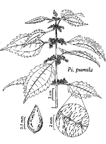 clearweed drawing