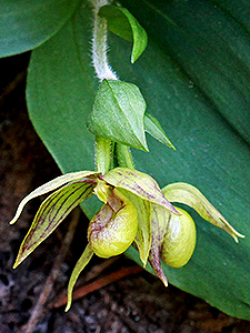 Clustered Lady's-slipper