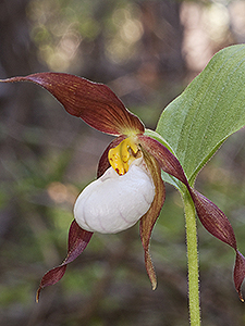 Mountain Lady's-slipper