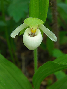 Sparrowegg Lady's-slipper