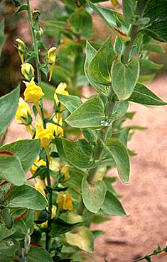 Dalmation Toadflax