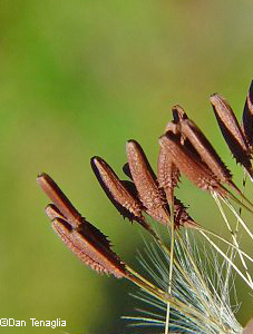 Red-seeded Dandelion comparison