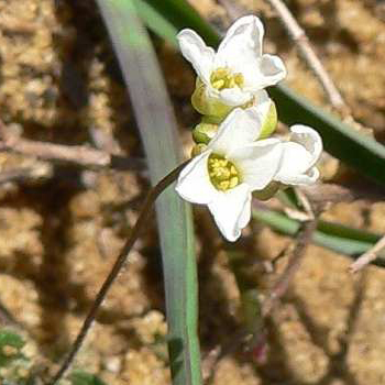 Draba reptans