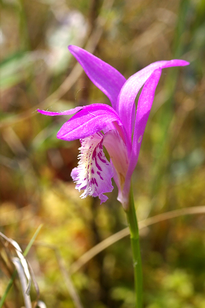 Dragons mouth orchid