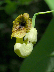 Dutchman's Pipe Vine