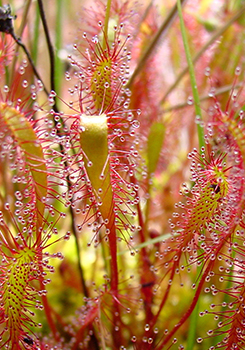 English Sundew