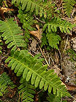 common Polypody frond