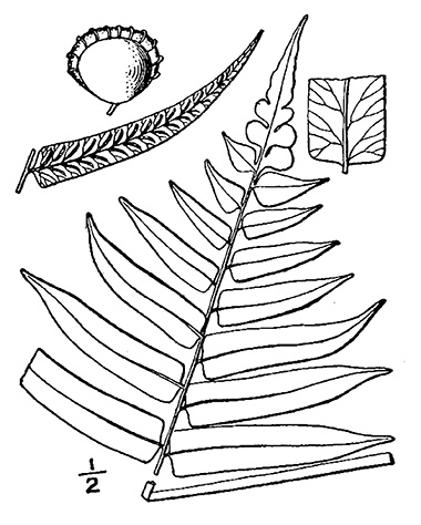 Glade fern drawing