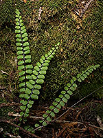 Maidenhair spleenwort frond