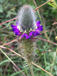 Foxtail Prairie Clover