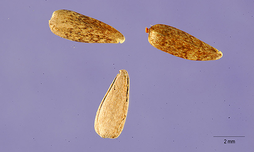 Giant Sunflower seed