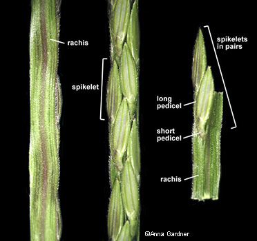 spikelet detail
