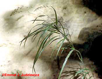 Muhly Grass plant
