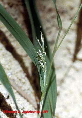 Muhly Grass New Raceme