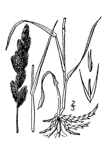 Muhly Grass Drawing
