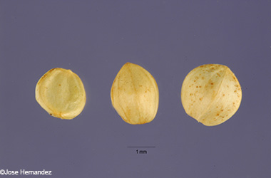 seeds