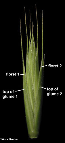 spikelet