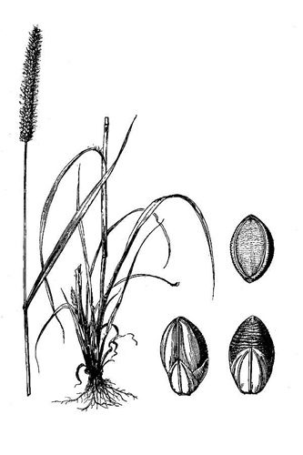 Yellow Foxtail Drawing