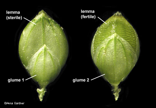spikelet