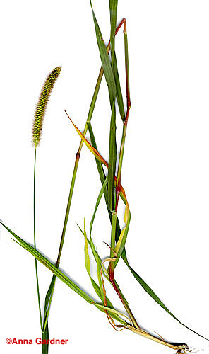 Yellow Foxtail Plant specimen