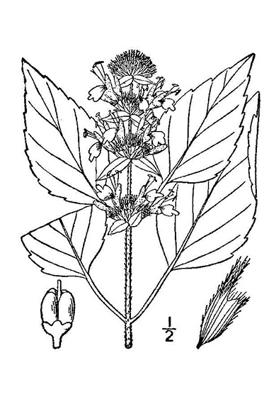 drawing