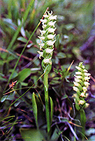 Hooded Lady's tresses
