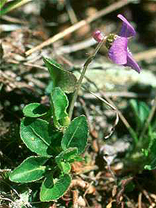 Hooked Spur Violet