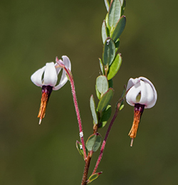 Large Cranberry flowers