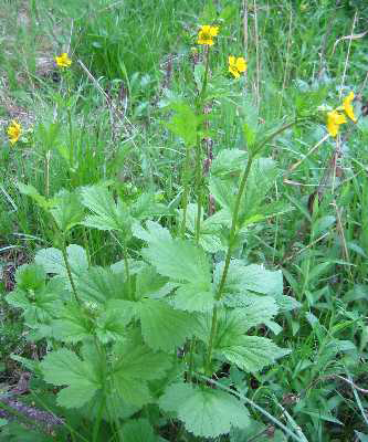 Large-leaved Avens