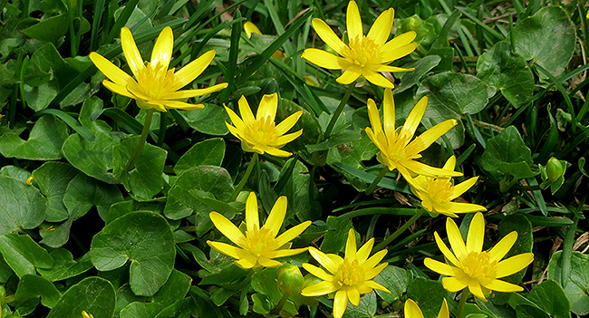 Lesser Celandine group