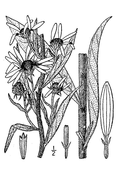 drawing of sunflower