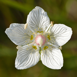 Northern Grass of Parnassus