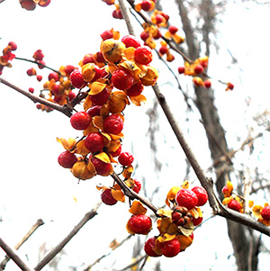 Oriental Bittersweet