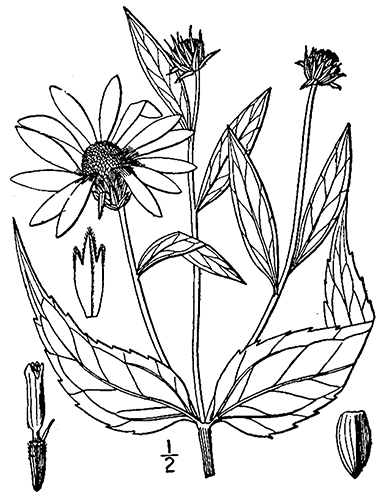 drawing of plant