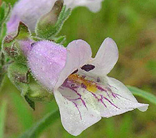Lilac Penstemon