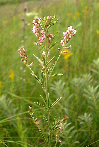 Praire Bush Clover