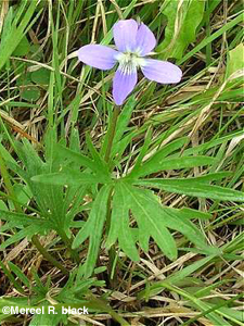 Prairie Larkspur Violet