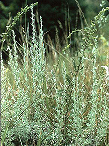 Prairie Sagewort