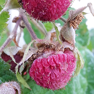 fruit of R. odoratus
