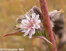 Purple Rattlesnake Root