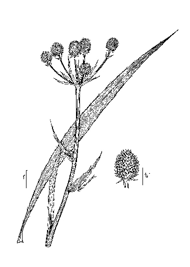 drawing rattlesnake master