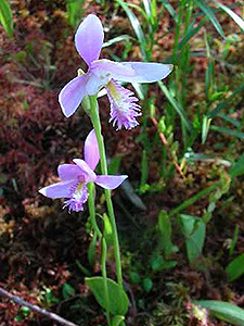 Rose Pogonia
