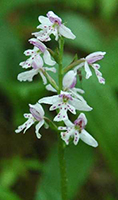 Roundleaf orchid