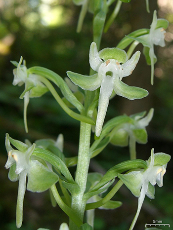 Round-leaved Orchis flowers