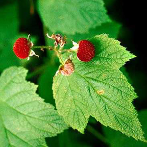 fruit and leaf of R. parviflorus